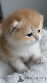 Photo №3. Chatons britanniques filles chinchilla dorées. République Tchèque