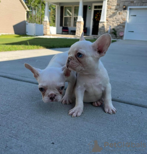 Photo №4. Je vais vendre bouledogue en ville de Texas City.  - prix - négocié