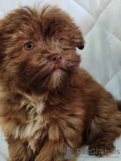 Photo №3. Chiots de Bolonka Wietna. Serbie