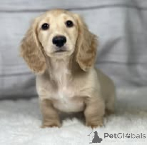 Photo №1. teckel - à vendre en ville de Paris | 700€ | Annonce №160955