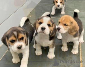 Photo №1. beagle - à vendre en ville de Neuch | négocié | Annonce №170034
