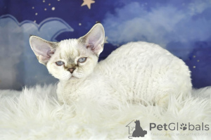 Photo №2 de l'annonce № 166945 de la vente devon rex - acheter à La finlande annonce privée, éleveur