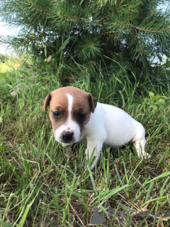 Photo №2 de l'annonce № 11183 de la vente jack russell terrier - acheter à Biélorussie annonce privée