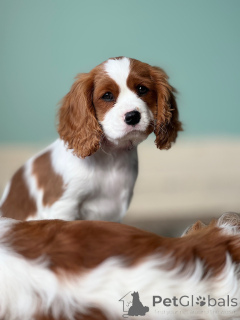 Photo №1. cavalier king charles spaniel - à vendre en ville de Chalut | négocié | Annonce №158451