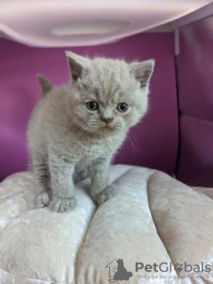 Photo №1. british shorthair - à vendre en ville de Людвигсхафен | 350€ | Annonce № 108611