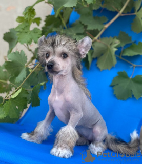 Photos supplémentaires: Chiots chinois à crête