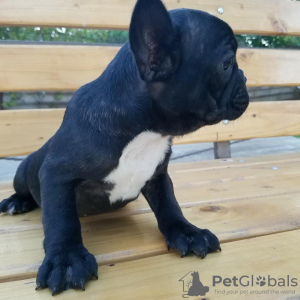 Photo №1. bouledogue - à vendre en ville de Weißwasser | 250€ | Annonce №32405