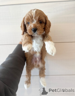 Photo №2 de l'annonce № 158142 de la vente cavalier king charles spaniel - acheter à Allemagne annonce privée