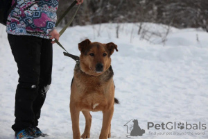 Photo №2 de l'annonce № 79913 de la vente chien bâtard - acheter à Fédération de Russie annonce privée