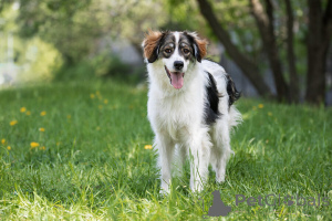 Photo №1. chien bâtard - à vendre en ville de Москва | Gratuit | Annonce №141361