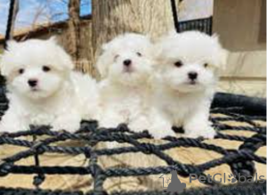 Photo №1. bichon à poil frisé - à vendre en ville de Stockholm | négocié | Annonce №113241