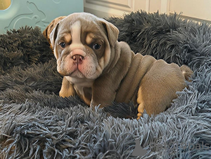 Photo №2 de l'annonce № 161335 de la vente bulldog anglais - acheter à France 