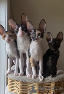 Photo №1. cornish rex - à vendre en ville de Erre | 700€ | Annonce № 163023
