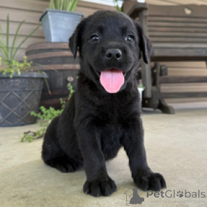 Photo №1. labrador retriever - à vendre en ville de Fracasse | 600€ | Annonce №172787