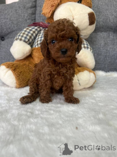 Photo №3. caniches tasse de thé. Canada