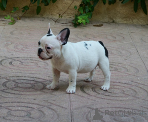 Photo №4. Je vais vendre bouledogue en ville de Queens Park.  - prix - négocié