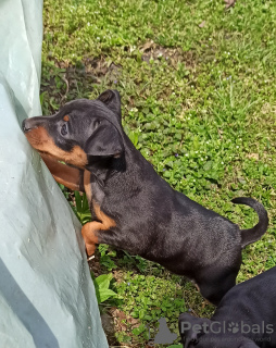 Photo №3. Chiot pinscher nain du chenil Monopoly. Ukraine