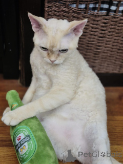 Photo №1. devon rex - à vendre en ville de Hambourg | négocié | Annonce № 171579