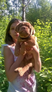 Photos supplémentaires: Chiots Bordeaux chien à vendre (p.27.03.2019)