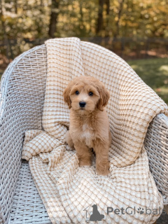 Photo №1. labradoodle - à vendre en ville de Bautzen | négocié | Annonce №159069