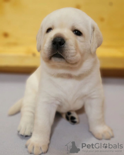 Photo №3. Superbes chiots Labrador. Allemagne