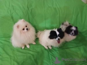 Photo №4. Je vais vendre spitz allemand en ville de Великий Устюг. annonce privée - prix - 554€