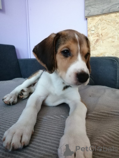 Photo №1. chien russe - à vendre en ville de Hambourg | négocié | Annonce №166243