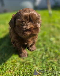 Photo №1. shih tzu - à vendre en ville de Erkner | 350€ | Annonce №153376