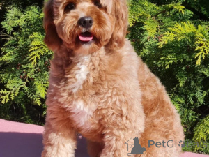 Photo №4. Je vais vendre chien bâtard en ville de Leipzig. annonce privée - prix - 500€