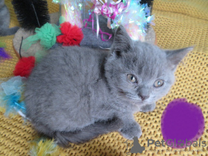 Photos supplémentaires: Superbes chatons Scottish Fold & Straight!