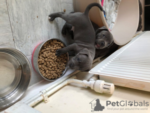 Photo №3. Chiots bleus de bull-terrier de Staffordshire. Lituanie