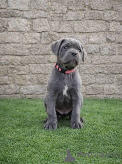 Photo №2 de l'annonce № 163063 de la vente cane corso - acheter à Serbie 
