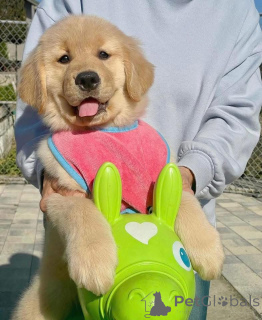 Photo №2 de l'annonce № 161161 de la vente  - acheter à Suisse 