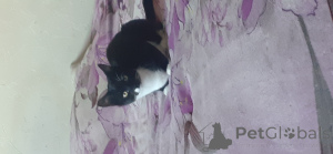 Photo №1. british shorthair - à vendre en ville de London Borough of Haringey | 50€ | Annonce № 143764