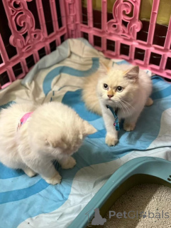 Photo №4. Je vais vendre persan en ville de Helsinki. annonce privée, de l'abri - prix - 550€