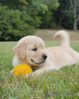 Photo №1. golden retriever - à vendre en ville de Sydney | 5€ | Annonce №131242