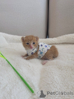 Photo №3. Chaton tigré orange disponible à l'adoption. Grèce