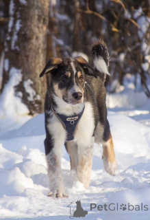 Photo №1. chien bâtard - à vendre en ville de Khimki | Gratuit | Annonce №165827