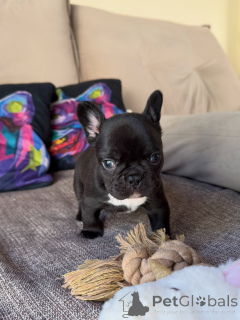 Photo №1. bouledogue - à vendre en ville de Touoliser | négocié | Annonce №169414