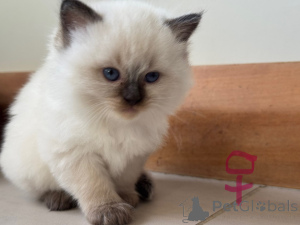 Photo №1. ragdoll - à vendre en ville de Christchurch | 350€ | Annonce № 151108