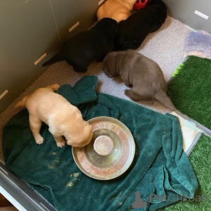 Photo №1. labrador retriever - à vendre en ville de Osieczna | négocié | Annonce №173326