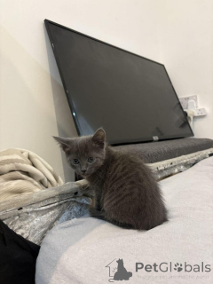 Photo №1. bleu russe - à vendre en ville de Anvers | Gratuit | Annonce № 154077