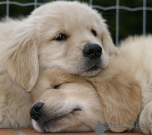 Photo №2 de l'annonce № 159554 de la vente golden retriever - acheter à Australie annonce privée
