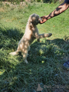 Photo №1. chien d'eau romagnol - à vendre en ville de Târgu Mureș | négocié | Annonce №110018