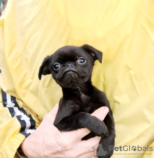 Photo №2 de l'annonce № 124029 de la vente petit brabançon - acheter à La Lettonie annonce privée