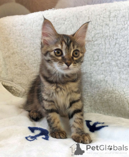 Photo №3. Petit lynx rayé à la recherche d'un foyer. Fédération de Russie