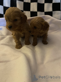 Photo №1. cavalier king charles spaniel - à vendre en ville de Berlin | 280€ | Annonce №90325