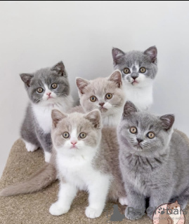 Photo №1. british shorthair - à vendre en ville de Munich | 255€ | Annonce № 108916