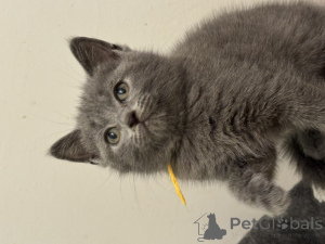 Photo №1. chartreux - à vendre en ville de Berlin | Gratuit | Annonce № 174946