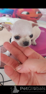 Photo №3. Princesse mini chihuahua. Serbie